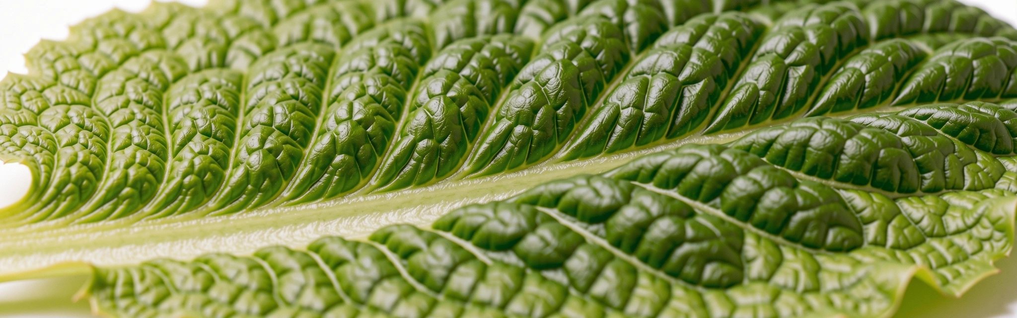 Textura natural botánica